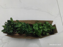 铜钱草水培植物大叶水栽鱼缸水养绿植金钱草小水草客厅室内外花卉 薄荷盆栽（3盆） 实拍图