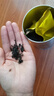 乐品乐茶高山绿茶黄山云雾特级2025新茶茶叶明前浓香型春茶散装自己喝500g 实拍图