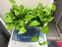 双盟绿萝盆栽除甲醛花卉绿植办公室新房净化空气180加仑2盆装源头直发 实拍图