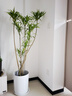 叹为观止大型盆栽金钱榕百合竹金钱树发财树清香木办公室内落地款中型植物 柳叶百合竹1.2-1.4米 含盆 实拍图