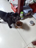 耐吉斯鲜肉夹心狗粮12kg成犬幼犬益生菌鸭肉梨犬粮1.5kg*8包 实拍图
