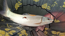 五福小药鱼饵添加剂鲫鱼罗非鲤鱼土鲮诱食剂香精黑坑野钓套餐水库饵料 香虎酒 实拍图