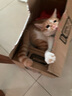 皇家室内成猫粮 I27 通用粮 12月以上 2KG 实拍图