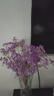 爱满（AIMAN）满天星天然干花花束ins网红生日 新房装饰摆件风干真插花家居摆设 紫色满天星  【不带花瓶】 实拍图