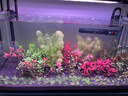 尼特利AT5S水草灯560S三代专业级全光谱led伸缩鱼缸灯专用植物补光灯 实拍图