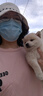 蒙贝互动奶酪棒 猫咪狗狗零食 软酪棒原味 中小型犬磨牙训犬16g×10支 实拍图