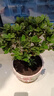 开时果 杜鹃花盆栽带花苞发货 四季开花鲜花卉绿植物盆景源头直发包邮 【带花苞发货】大号红色杜鹃花+原生盆 实拍图