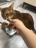 HELLOJOY猫草棒猫咪磨牙棒零食猫草冻干成幼猫化毛球排毛猫草片 80g/罐 实拍图