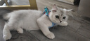猫咪之家猫咪牵引绳背心式防挣脱外出遛猫绳小猫幼猫牵引绳猫链子松紧可调 蓝粉双拼色 S码 建议4斤以内【胸围24-28cm】 实拍图