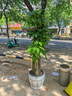 绿韵花田【两小时达】步步高发财树盆栽植物室内大型植物客厅开业公司门口 单杆发财树一对 实拍图