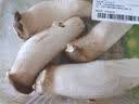 杏鲍菇250g 实拍图