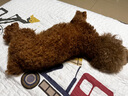 宝路狗粮全犬种通用全价粮成犬狗粮中小型犬牛肉味7.5kg【原料透明】 实拍图