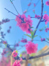 SWEETIE.甜蜜点 柿子针织花束生日礼物女520情人节母亲节礼物编织成品柿柿如意 实拍图