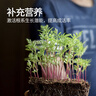 世家大树移栽生根液大树快速生根液植物通用移栽苗木树木扦插用生根液 实拍图