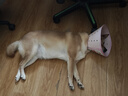 普安特宠物狗狗驱虫药犬体内外同驱跳蚤犬虱非泼罗尼爱滴克+内驱 实拍图