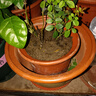 花盆陶瓷花盆特大花盆批发兰花盆紫砂花盆大口径养花透气落地盆 陶瓷花盆口径25cm  1个盆 实拍图