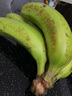 精品云南香蕉高山香蕉现摘新鲜水果甜生青香蕉banana自然熟绿皮 精品高山蕉 2斤 实拍图
