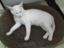 迈路士猫粮牛肉味鱼肉味成猫幼猫通用型全价猫粮营养均衡增肥长肉天然粮 鱼肉味纯主粮（不含冻干） 5斤 实拍图