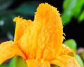 三亚芒果  海南芒果新鲜水果生鲜整箱当季大青皮芒 热带孕妇芒果 10斤装(净果8.5-9斤)单果300g+ 实拍图