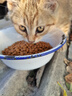 亿迪猫粮成猫幼猫全价主粮装英短蓝猫通用型天然粮 羊奶果蔬粮5kg 实拍图