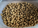 皇家绝育成猫粮 SA37通用粮 1-7岁2KG 实拍图