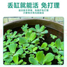 疯狂水草浮萍水草鱼缸造景水生植物古法鱼缸水草真水草净化1 源头直发包邮 实拍图