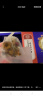 同仁堂胖大海金银花罗汉果甘草菊花茶吸烟者清润茶肺茶养生茶160g 实拍图