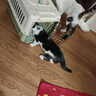 【京东快递】宠物航空箱猫咪狗狗便携猫笼子高铁空运箱托运箱车载 双拼青灰色 49*31*31 箱子+垫片 实拍图