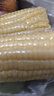 京鲜生【有机】内蒙古敖汉白甜糯玉米礼盒装200g×8根源头直发包邮 实拍图