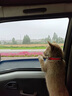 多尼斯（DOGNESS）狗狗牵引绳遛狗绳狗链子项圈小中型犬泰迪柯基法斗博美马犬 黑M 实拍图