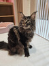 Orijen渴望猫粮 成猫幼猫干粮 六种鱼肉无谷全价通用进口5.4kg效期26/5 实拍图
