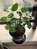 开时果 茉莉花盆栽浓香型 桌面绿植物阳台花卉树苗盆景摆件源头直发包邮 精选茉莉花3-6株【加仑盆】 晒单实拍图