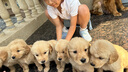 麦富迪狗粮 藻趣儿2.5kg 幼犬中大型小型犬通用（牛肉螺旋藻）金毛泰迪 实拍图