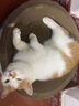 疯狂的主人猫抓板窝碗形大号猫抓盆不掉屑猫窝宠物猫玩具瓦楞纸猫爪板 实拍图