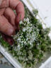 教蔬鲜生【顺丰直达】韭菜花新鲜现摘山东头茬嫩半仔韭花酱蘸料花朵苞 500g 实拍图
