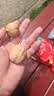 新货夏威夷果坚果批发散装罐装奶油味大颗粒澳洲干果整箱散装 185纸皮核桃50g 实拍图