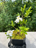 幼薇小叶栀子花四季盆栽植物室内好养办公室桌面带盆景花苞开花小绿植 栀子花+舍得PVC盆+方形底盘 带盆栽好 实拍图