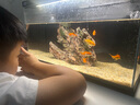 当贝智能生态鱼缸1Ultra 一体缸自循环桌面鱼缸 财运石造景套餐 实拍图