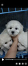 宠迈鑫纯种比熊幼犬小型小体活物卷毛血统比熊犬茶杯宠物狗狗长不大可爱 血统级 比熊 母 晒单实拍图