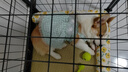 柒哦狗窝宠物凉席夏季睡垫护颈冰窝猫狗垫子全可拆洗中小型犬狗床凉窝 【凉席加厚款】阳光花海可拆洗 S-30*40CM（建议4斤内） 实拍图