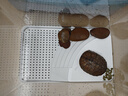 飞主流乌龟缸生态缸养龟专用养殖箱带盖晒台爬台造景巴西龟草龟鱼缸大号 实拍图