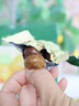 三只松鼠油栗仁180g/盒 坚果炒货板栗甘栗仁栗子小袋随心装果仁休闲零食 实拍图