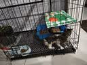 京喜自营-专用品牌猫笼子家用带厕所大自由空间猫舍送货上门 【热销推荐】折叠款-黑色双层69*50*59 套餐二：七件套 实拍图