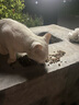 阿飞和巴弟猫粮E76大健康版本益生菌全价冻干双拼猫粮成猫幼猫粮60g 实拍图