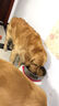 皇家狗粮 成犬狗粮 犬粮 通用犬型 CC 通用粮 ≥12月 8KG 实拍图