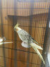 冰海精灵 鸟活体虎皮鹦鹉活物鸟手玩鸟学舌牡丹鸟宠物鸟玄风鹦鹉小鸟活体 珍珠玄凤一只公母可选 实拍图
