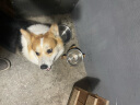 麦德氏IN浓缩卵磷脂3061g 狗狗卵磷脂美毛爆毛宠物鱼油滋养毛囊 实拍图