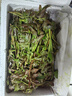 农大姐妹香椿 香椿芽新鲜露天香椿芽叶 山东露天红油香椿  季节原因偏绿 现摘嫩芽2斤（顺丰冷链） 实拍图