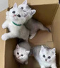 奥丁 ODIN 猫粮 幼猫猫粮成猫美短全价天然鱼肉味猫粮10kg20斤 实拍图