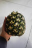 都乐Dole 菲律宾无冠凤梨 菠萝 中果2个*800g起 酸甜可口源头直发包邮 实拍图